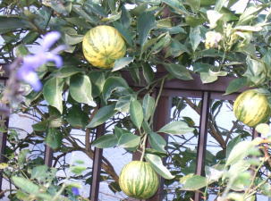 c0023545_23205960.jpg