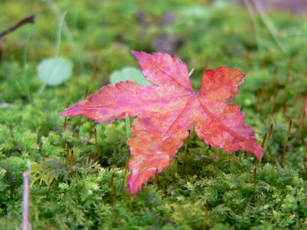 e0017051_21215438.jpg