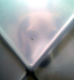b0005652_10502111.gif