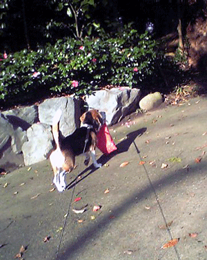 b0005652_10541137.gif