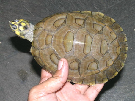 e0099576_11445684.jpg