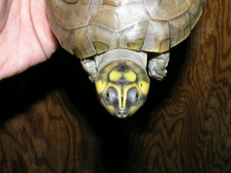 e0099576_11452619.jpg