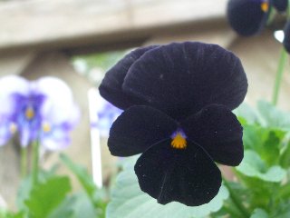 b0061107_0384957.jpg