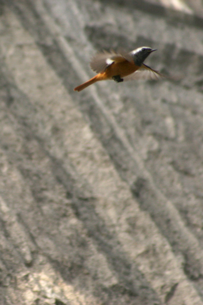 d0085715_041889.jpg