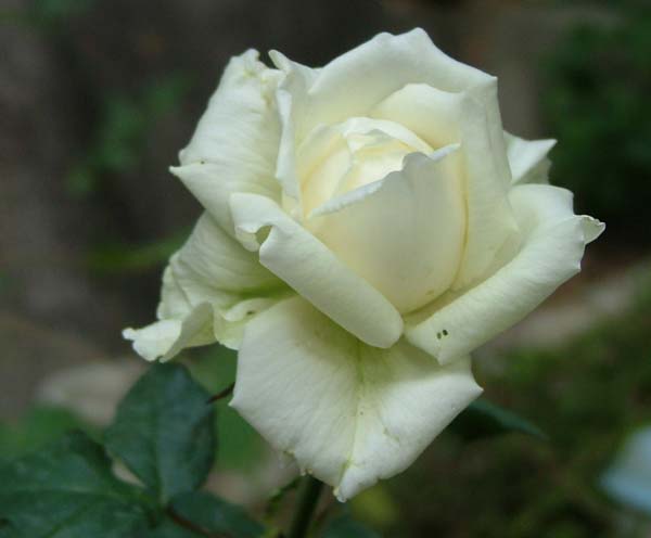 c0045227_21362347.jpg