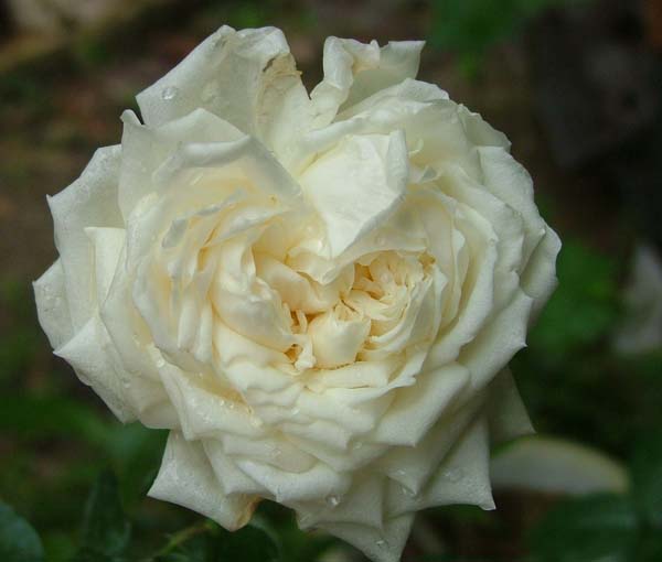 c0045227_2137274.jpg