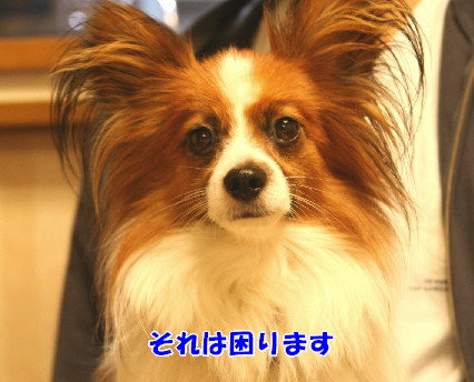 d0013149_0233013.jpg