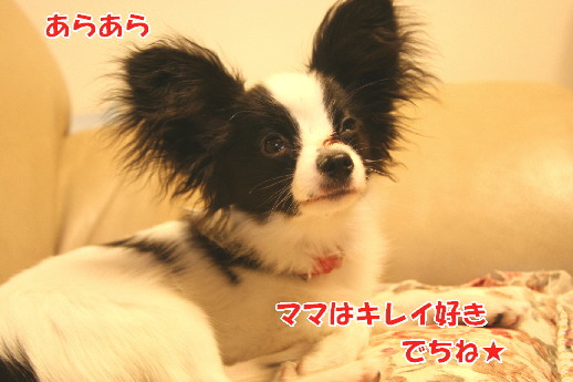 d0013149_07137.jpg