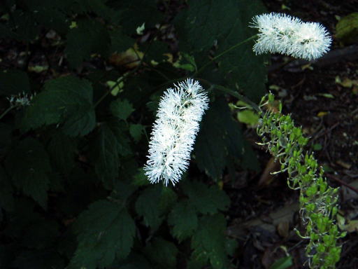 c0031856_11512580.jpg