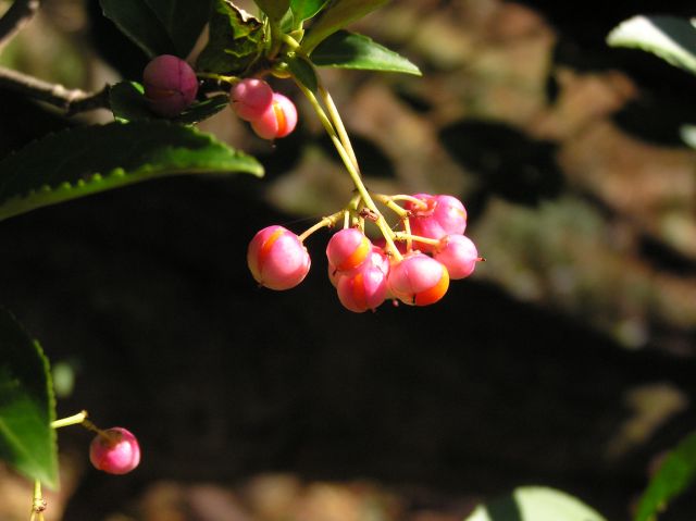 c0042869_963778.jpg