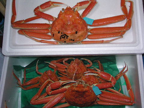 c0022275_2233451.jpg