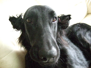 d0070289_2041781.jpg