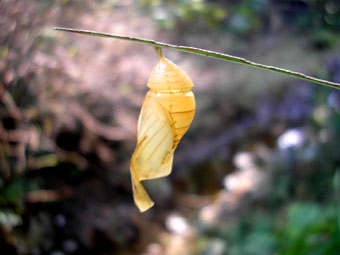 e0083097_20552618.jpg
