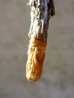 e0083097_2105731.jpg