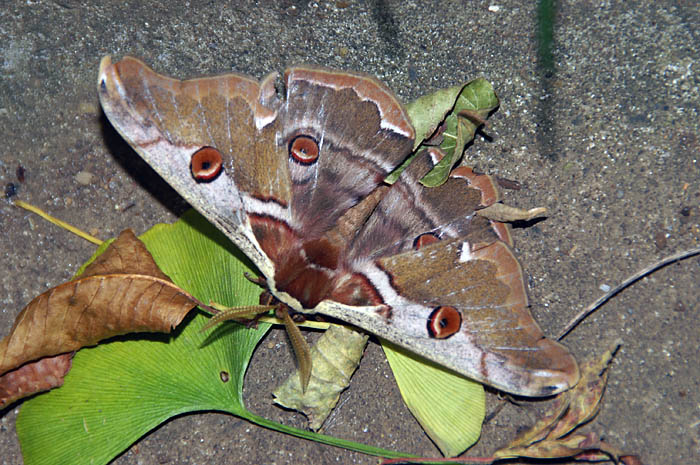 d0089024_21423732.jpg
