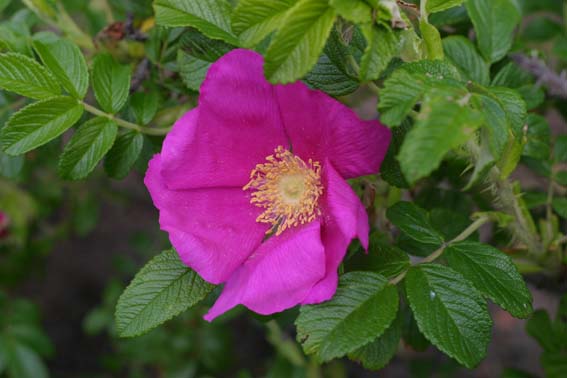 c0104227_3542292.jpg