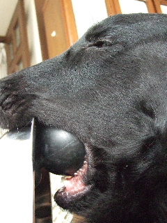 d0070289_20252550.jpg