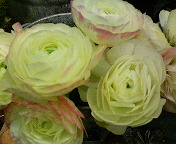 f0056190_1162087.jpg
