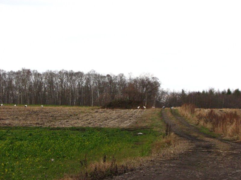 f0020302_18185349.jpg