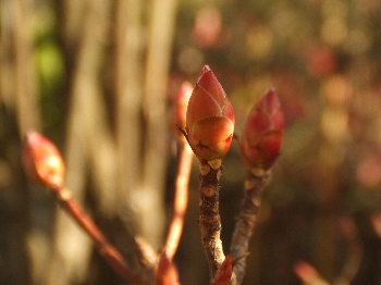f0041606_20156100.jpg