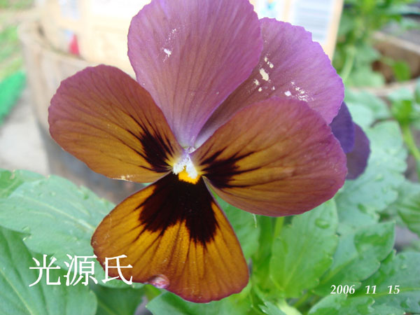 f0057006_15382270.jpg