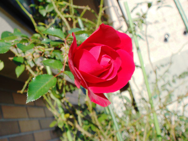 f0057006_15391274.jpg