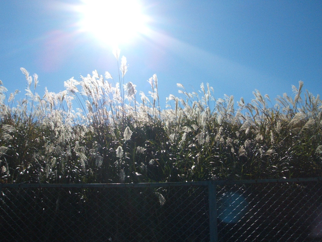 b0061010_16405790.jpg