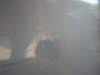 c0004211_00459.jpg