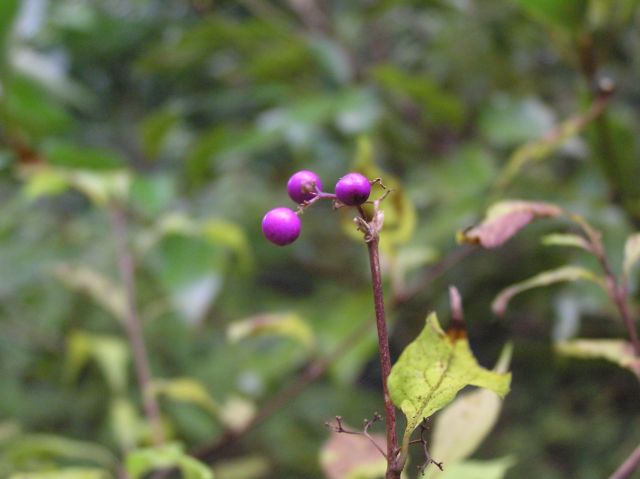 c0042869_2114237.jpg