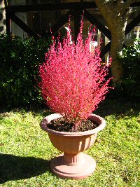 e0060987_1045691.jpg