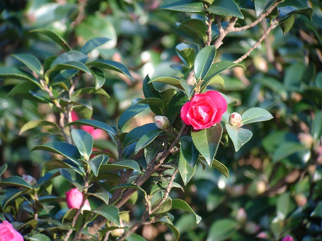 c0079001_16335934.jpg