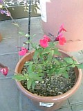 e0098908_211055.jpg