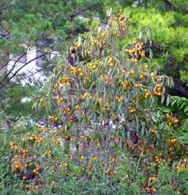 e0083820_1184617.jpg