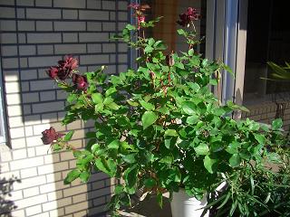 a0072737_21471946.jpg