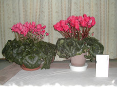a0088456_18242019.jpg