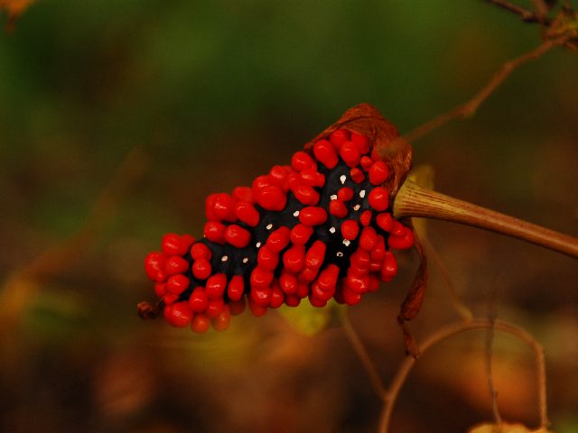 f0033856_1238208.jpg