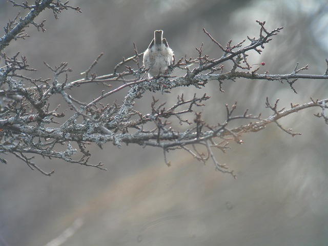 c0079001_16401233.jpg