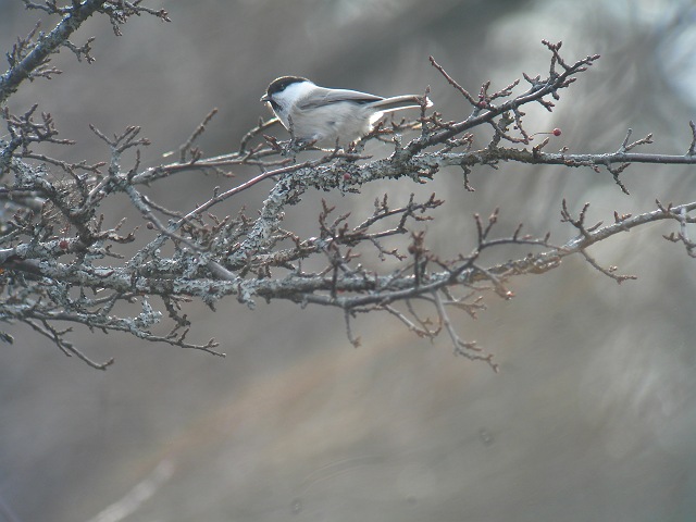 c0079001_16402579.jpg