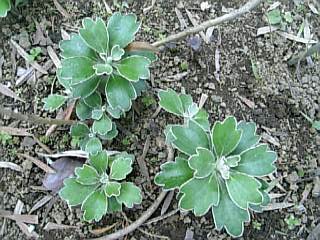 e0098908_22542822.jpg