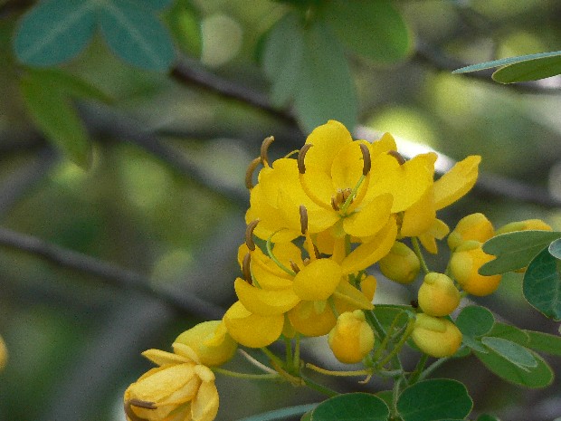 e0083238_21301816.jpg