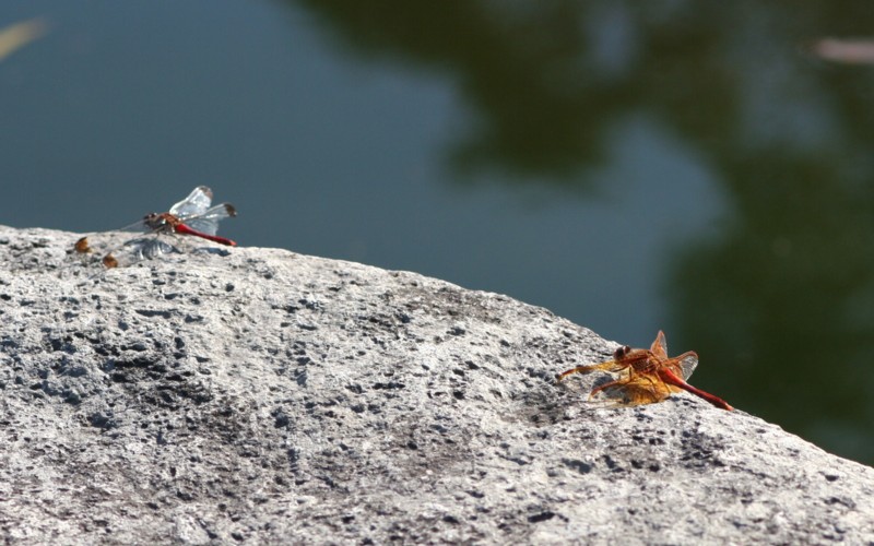 b0088772_2011531.jpg