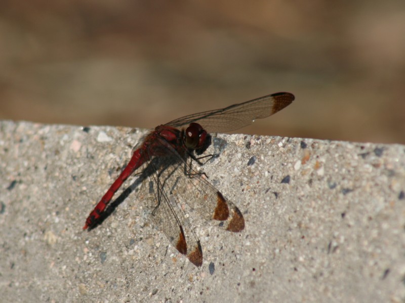 b0088772_20134486.jpg