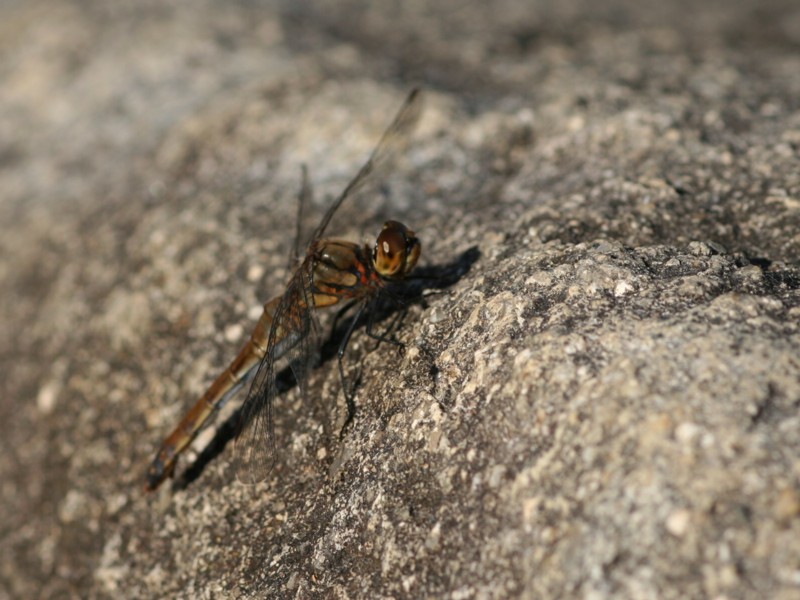 b0088772_2014829.jpg