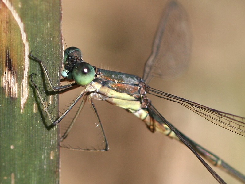 b0088772_20154378.jpg