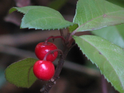 d0050472_16492036.jpg