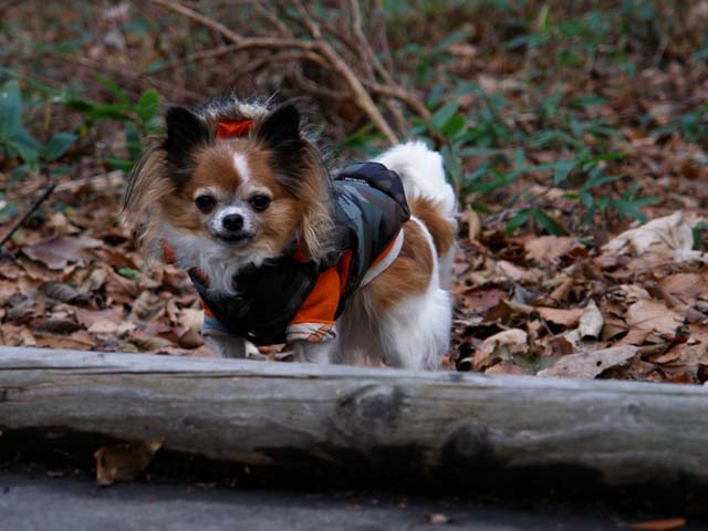 a0016775_21554250.jpg