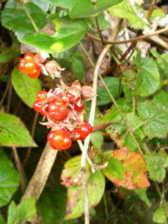 c0082785_6141260.jpg