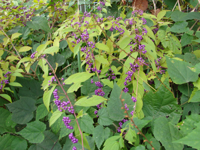 e0008586_2321982.jpg