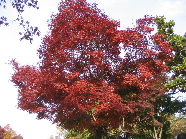 c0086230_23314479.jpg