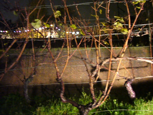 f0031138_8334231.jpg